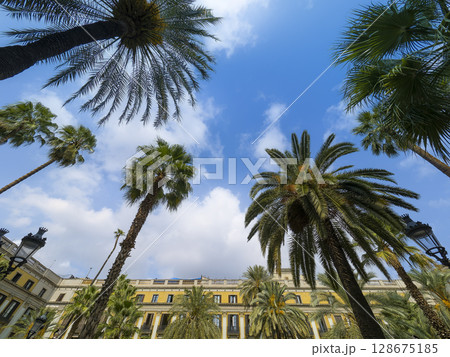 バルセロナ・レイアール広場の椰子の木と歴史的建築群 / Barcelona, Spain バルセロナ・レイアール広場の椰子の木と歴史的建築群 / Barcelona, Spain 128675185