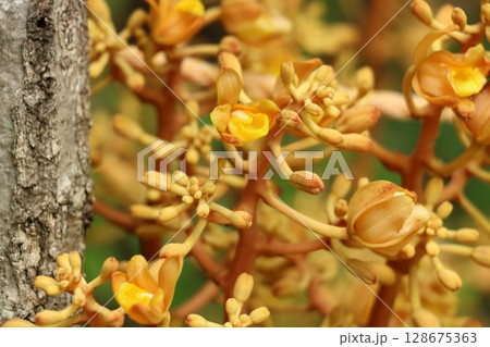 山道に咲くツチアケビ 山道に咲くツチアケビ 128675363