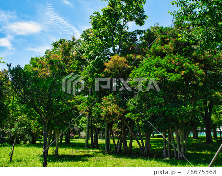 東京都江東区 夢の島公園の風景 東京都江東区 夢の島公園の風景 128675368