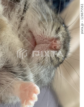 ドアップハムスター ドアップハムスター 128675561