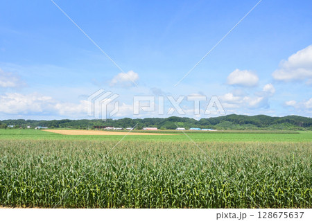 JR北海道、根室本線の池田駅から常豊信号場までの車窓風景 JR北海道、根室本線の池田駅から常豊信号場までの車窓風景 128675637