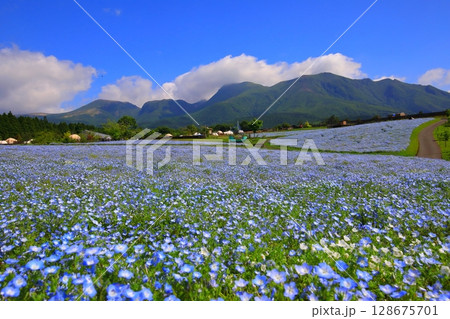 くじゅう連山とネモフィラ畑（くじゅう花公園） 128675701