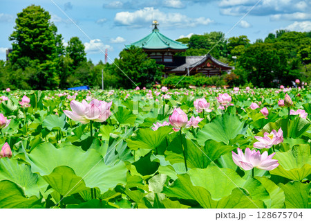 東京都 上野公園 不忍池 蓮の花 東京都 上野公園 不忍池 蓮の花 128675704