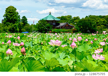 東京都　上野公園　不忍池　蓮の花 128675705