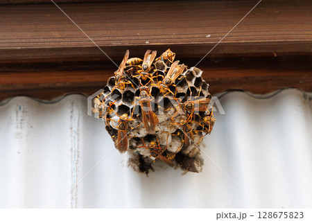 アシナガバチの巣 128675823