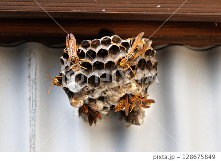 アシナガバチの巣 128675849