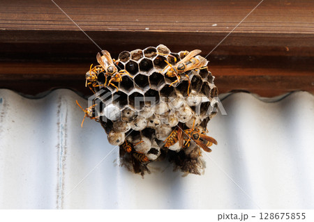 アシナガバチの巣 128675855
