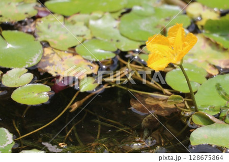 アザサの花のおたまじゃくし アザサの花のおたまじゃくし 128675864
