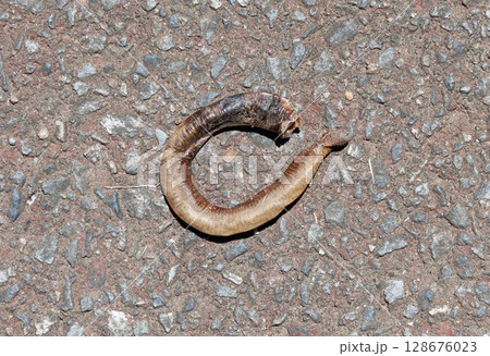 ミミズの死骸 128676023