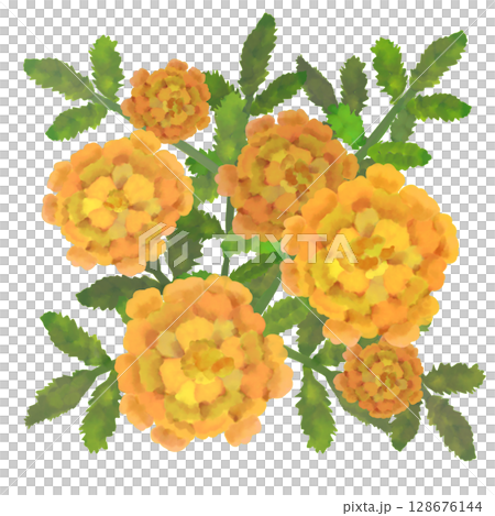 萬壽菊花(水彩風格) 萬壽菊花(水彩風格) 128676144