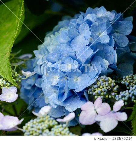 梅雨に咲く 綺麗な青いアジサイ 初夏の花 梅雨に咲く 綺麗な青いアジサイ 初夏の花 128676214