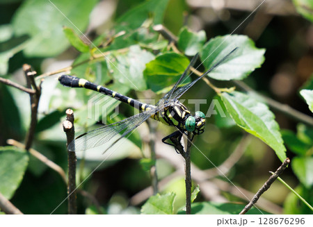 枝に止まるオニヤンマ 枝に止まるオニヤンマ 128676296