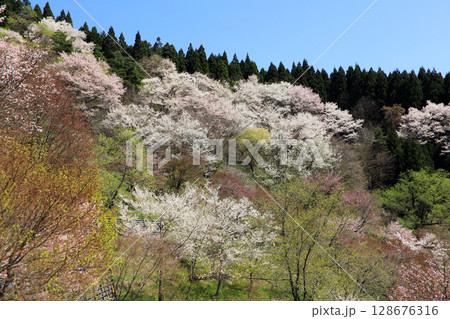 満開の西行桜の森 満開の西行桜の森 128676316