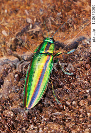 ヤマトタマムシ 128676399