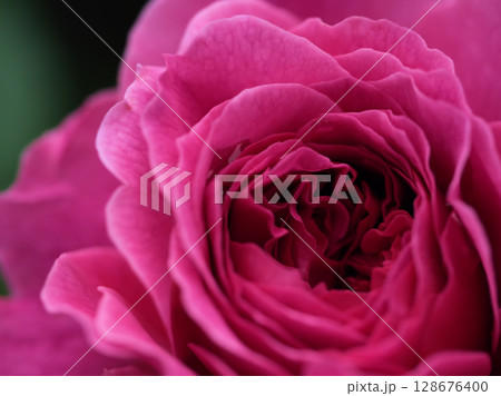 5月に美しく咲いたピンク色のバラ「ガブリエル･オーク」 128676400