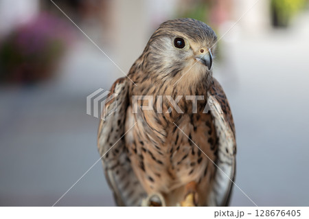 Small Falcon Kestrel Portrait Close Up Raptor Bird Small Falcon Kestrel Portrait Close Up Raptor Bird 128676405