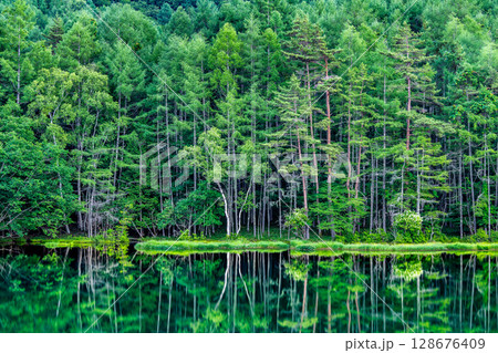 長野 御射鹿池 深緑の幻想的な水鏡 長野 御射鹿池 深緑の幻想的な水鏡 128676409