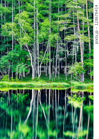 長野 御射鹿池 深緑の幻想的な水鏡 長野 御射鹿池 深緑の幻想的な水鏡 128676414