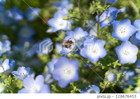 ネモフィラにとまるミツバチ② 128676455