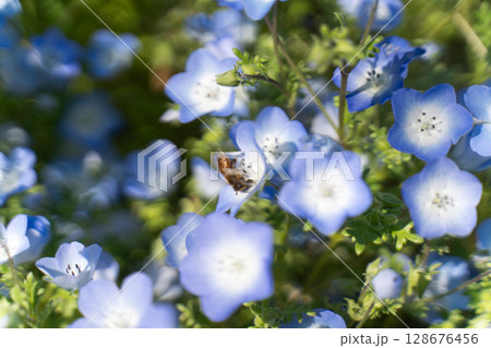 ネモフィラにとまるミツバチ③ 128676456