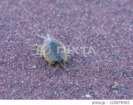 ふなむし ふなむし 128676465