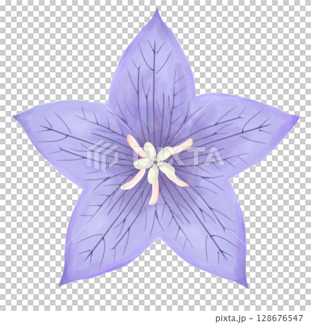 Bellflower flower (watercolor style) 128676547