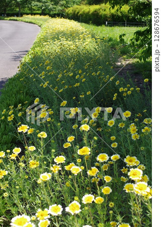 備北丘陵公園花の広場の景色 備北丘陵公園花の広場の景色 128676594