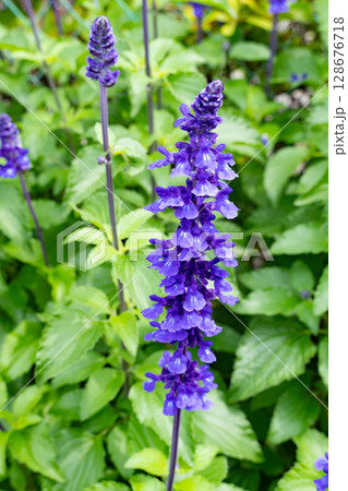 青紫色のブルーサルビア 青紫色のブルーサルビア 128676718