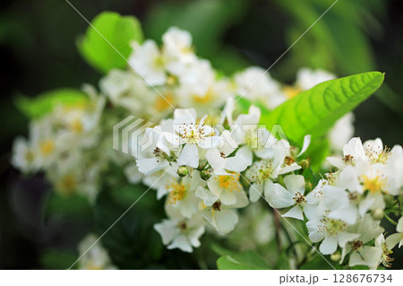 美しい薔薇の世界 128676734