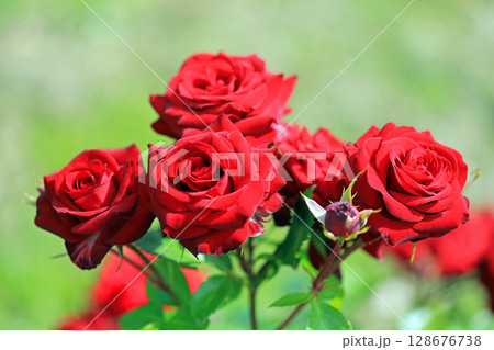 美しい薔薇の世界 128676738
