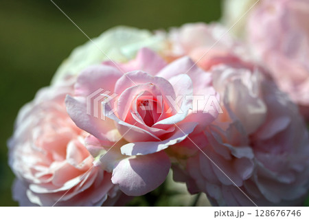 美しい薔薇の世界 128676746
