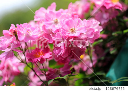 美しい薔薇の世界 美しい薔薇の世界 128676753