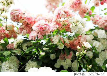 美しい春バラの世界 美しい春バラの世界 128676784