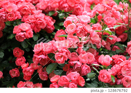 美しい春バラの世界 128676792