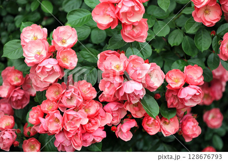 美しい春バラの世界 128676793