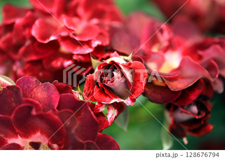 美しい春バラの世界 128676794