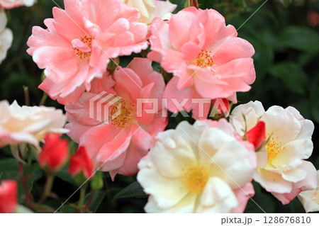 美しい春バラの世界 128676810