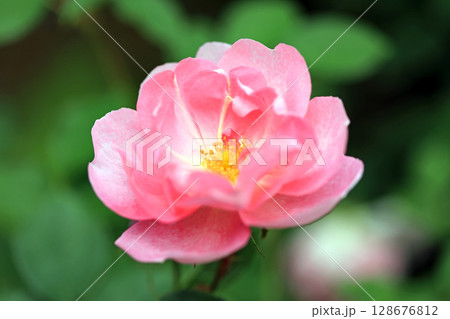 美しい春バラの世界 128676812