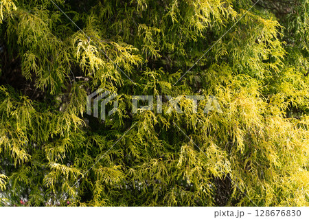 初夏の光を浴びる新緑の木③ 128676830