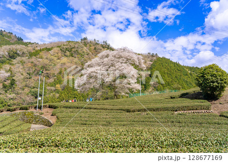 静岡県島田市川根町　茶畑の中の樹齢300年の一本桜　牛代のみずめ桜 128677169