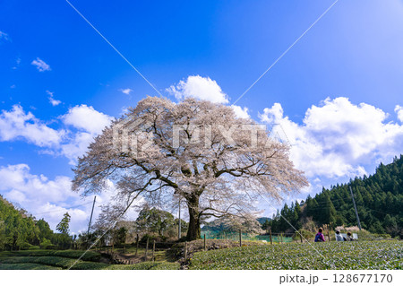 静岡県島田市川根町　茶畑の中の樹齢300年の一本桜　牛代のみずめ桜 128677170