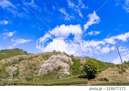 静岡県島田市川根町　茶畑の中の樹齢300年の一本桜　牛代のみずめ桜 128677171