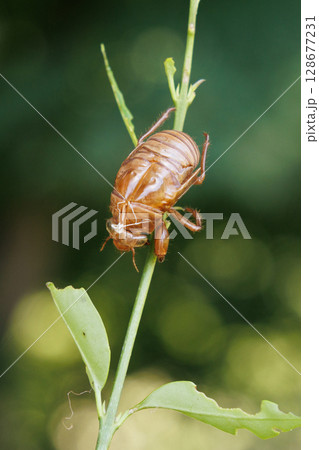 脱皮したセミの抜け殻 128677231
