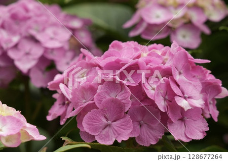 鮮やかなピンクのふんわり紫陽花　アップ 128677264