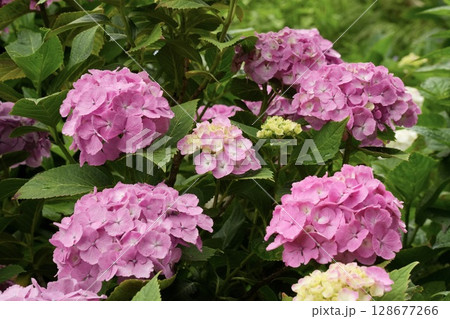 鮮やかなピンクのふんわり紫陽花　アップ　たくさん 128677266