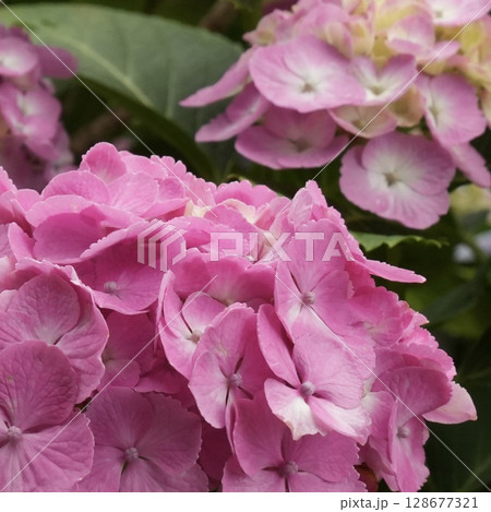 鮮やかに咲くピンク色のふんわり紫陽花 アップ 鮮やかに咲くピンク色のふんわり紫陽花 アップ 128677321