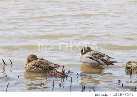 水辺で休むオナガガモのつがい 128677575