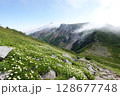 富良野岳縦走路に咲くチングルマとカミホロ山 128677748