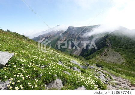 富良野岳縦走路に咲くチングルマとカミホロ山 128677748