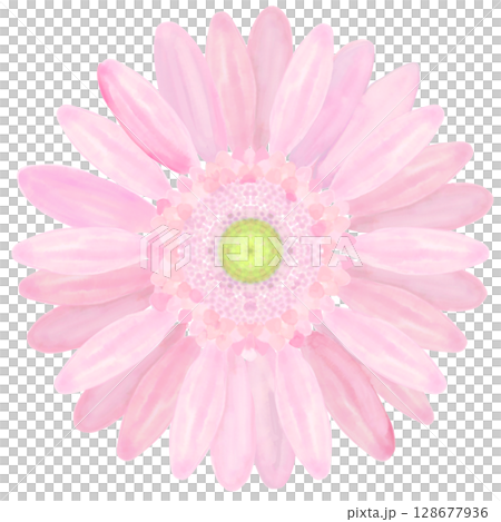 非洲菊（水彩風格） 128677936